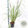 Pennisetum al. 'Redhead' 25-30 cm 2,0L