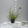 Pennisetum villosum GM 2,0L
