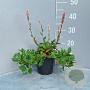 Persicaria aff. 'Superba' GM 2,0L