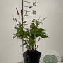 Persicaria a. 'Speciosa' GM 2,0L