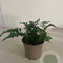 Polypodium vulgare GM 2,0L