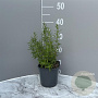 Rosmarinus officinalis GM 2,0L