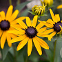 Rudbeckia f. 'Little Goldstar' GM 2,0L