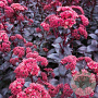 Sedum 'Purple Emperor' GM 2,0L