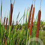 Typha angustifolia GM 2,0L