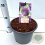 Allium 'Ambassador' 25-30 cm 4,5L