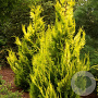 Chamaecyparis l. 'Yvonne' 40-50 cm 3,0L