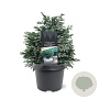 Chamaecyparis p. 'Blue Planet' 25-30 cm 3,5L