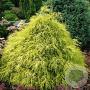 Chamaecyparis p. 'Filifera Aurea' 25-30 cm 3,5L