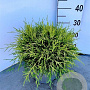 Chamaecyparis p. 'Sungold' 30-40 cm 5,0L