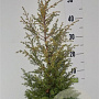 Juniperus comm. 'Gold Cone' 40-50 cm 5,0L
