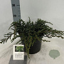 Juniperus comm. 'Hibernica' 25-30 cm 3,0L