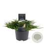 Juniperus h. 'Prince of Wales' 30-40 cm 3,0L