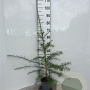 Larix decidua 80-100 cm 2,0L