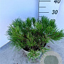 Pinus mugo mugo 30-40 cm 5,0L