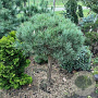 Pinus strobus 'Radiata' 50-60 cm 30L 50 cm stam bol