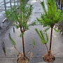 Pinus sylvestris 80-100 cm 5,0L