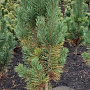 Pinus sylv. 'Fastigiata' 80-100 cm met kluit