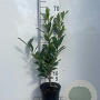 Prunus l. 'Caucasica' 60-80 cm 3,0L