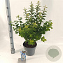 Prunus tomentosa 30-40 cm 5,0L