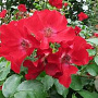 Rosa (H) 'Kormax' 10-15 cm C1.5