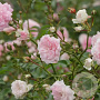 Rosa Pink Romanza 10-15 cm C1.5