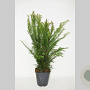 Taxus baccata 60-80 cm 5,0L