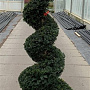 Taxus baccata 200-210 cm cont. 65L spiraal