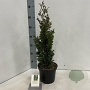 Thuja occ. 'Brobeck's Tower' 40-50 cm 3,0L
