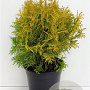 Thuja occ. 'Golden Globe' 25-30 cm 3,5L