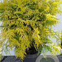 Thuja occ. 'Golden Globe' 30-40 cm 5,0L