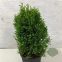 Thuja occ. 'Krasnal' 25-30 cm 5,0L