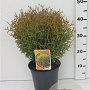 Thuja occ. 'Tiny Tim' 25-30 cm 3,5L