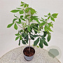 Aesculus parviflora 50-60 cm 5,0L