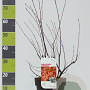 Amelanchier lamarckii 50-60 cm 4,5L