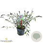 Buddleja d. 'Border Beauty' 40-50 cm 3,0L