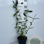 Buddleja d. 'Empire Blue' 40-60 cm 2,0L