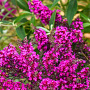 Buddleja d. Octopus Magenta GM 3,0L leverbaar