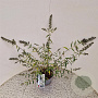 Buddleja Free Petite Snow White 25-30 cm 2,5L