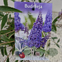 Buddleja 'Lochinch' 50-55 cm 3,0L