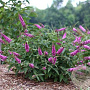Buddleja 'Pink Micro Chip' GM 3,0L leverbaar
