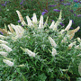 Buddleja 'White Ball' 30 cm 2,0L