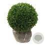 Buxus sempervirens 45-50 cm met kluit bol