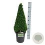 Buxus sempervirens 60-70 cm C8.5 piramide antraciet
