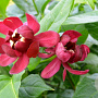 Calycanthus r. 'Aphrodite' 50 cm 3,0L