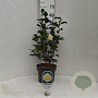Camellia j. 'Brushfield's Yellow' 60-80 cm 5,0L