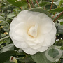 Camellia j. 'Nuccio's Gem' 200-250 cm cont. 90L meerstammig