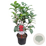 Camellia j. 'Principessa Baciocchi' 40-50 cm 3,0L