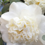 Camellia j. 'Snowball' 125-150 cm cont. 90L meerstammig