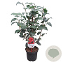 Camellia ret. 'Mary Williams' 40-50 cm 3,0L